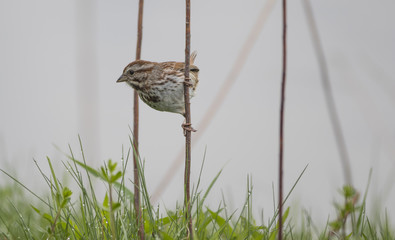 Song Sparrow Vertical grip