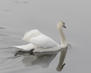 Swan swimming with reflection