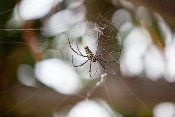 Large tropical spider - nephila golden orb on the cobweb