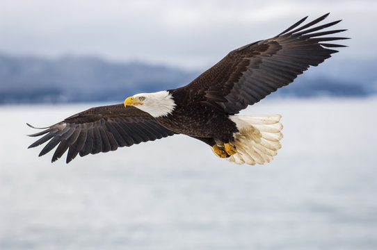 Bald eagle soaring over Alaska Bay near Homer