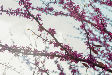 At dawn blooming pink flowers tree