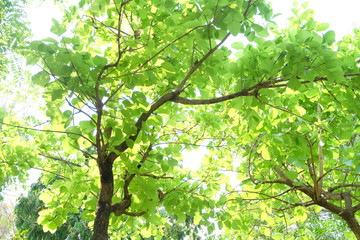 Fototapeta na wymiar Beautiful green tree 