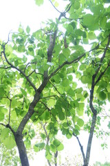 Fototapeta premium Beautiful green tree 