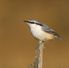 Eurasian Nuthatch, Sitta europaea