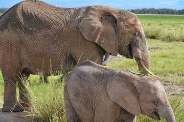 Kenia Safari