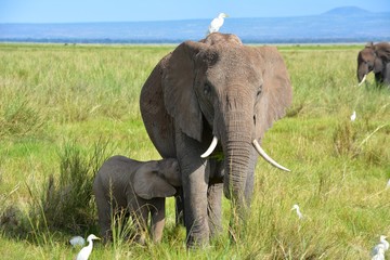 Fototapeta na wymiar Kenia Safari