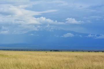 Obraz premium Kenia Safari