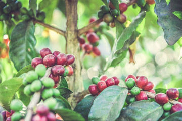 Red coffee beans on tree - ripe and mature coffee beans in the harvest time