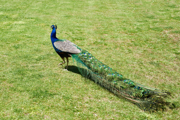 Peacock on grass of park