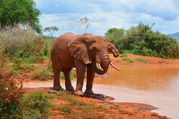 Fototapeta na wymiar Kenia Safari
