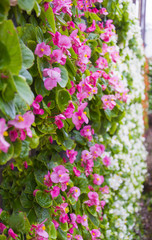 flower field on the wall