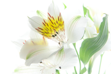 White closeup lily