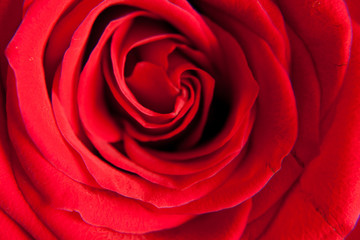 Beautiful Red Rose Background