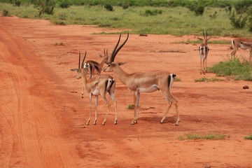 Kenia Safari