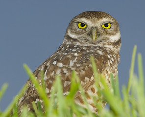Burrowing Owl, Athene cunicularia