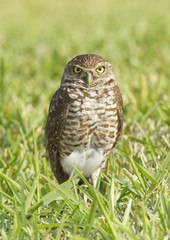 Burrowing Owl, Athene cunicularia