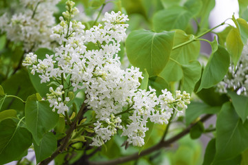 Spring beautiful white lilac branch