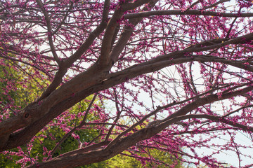 Fototapeta premium The flowering tree blossomed in the morning
