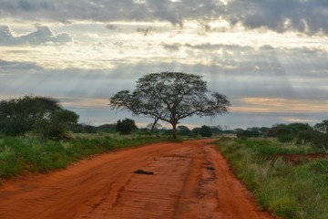 Obraz premium Kenia Safari