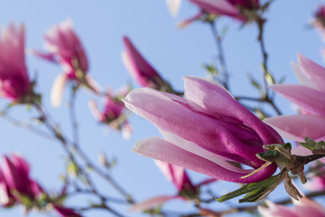 The pink magnolia blossomed in the morning