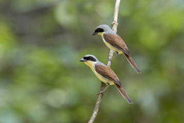 Beautiful bird Tiger shrike or Thick-billed shrike