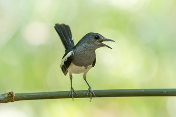 Oriental magpie robin