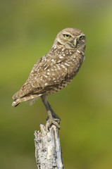 Burrowing Owl, Athene cunicularia