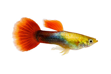 Guppy Poecilia reticulata colorful rainbow tropical aquarium fish  - obrazy, fototapety, plakaty