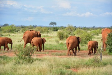 Obraz premium Kenia Safari