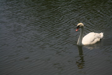 White swan