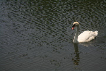 White swan