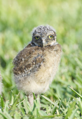 Burrowing Owl, Athene cunicularia