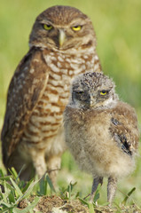 Burrowing Owls