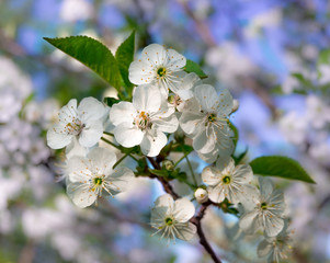 Spring cherry branch flowering white flowers.