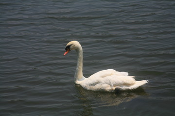 White swan