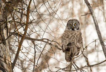 Great grey owl in thick forest of cottonwood trees in middle of winter
