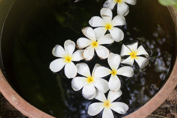 Plumeria Flowers In Garden Water Bowl