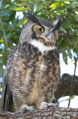 Great Horned Owl, Bubo virginianus