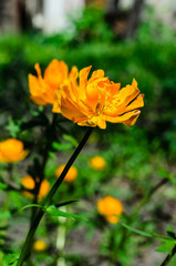 Yellow globe-flower in forest