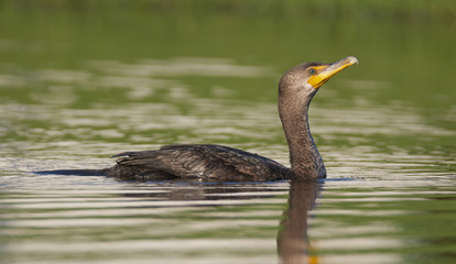 Double-crested Cormorant