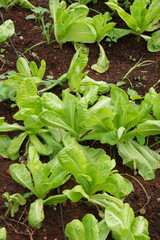 Cuban Culture & Agriculture 