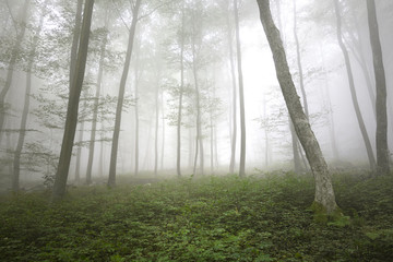 Fototapeta premium Beautiful morning foggy forest trees with green leaves.