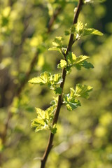 Young foliage of vesicerberry in early spring.