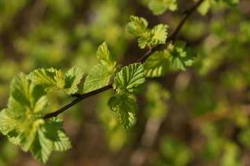 Young foliage of vesicerberry in early spring.