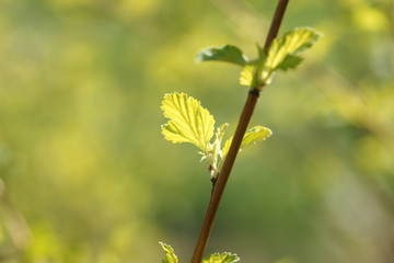 Young foliage of vesicerberry in early spring