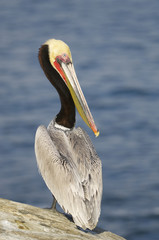 California Brown Pelican, Pelecanus occidentalis