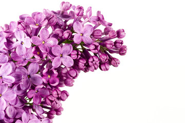 beautiful purple syringa lilac blossoms isolated on white background with copy space for greeting message