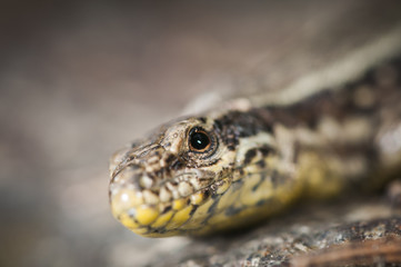 Podarcis muralis head shot side