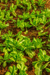 Cuban Culture & Agriculture 