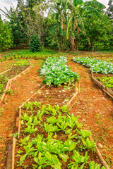 Cuban Culture & Agriculture 